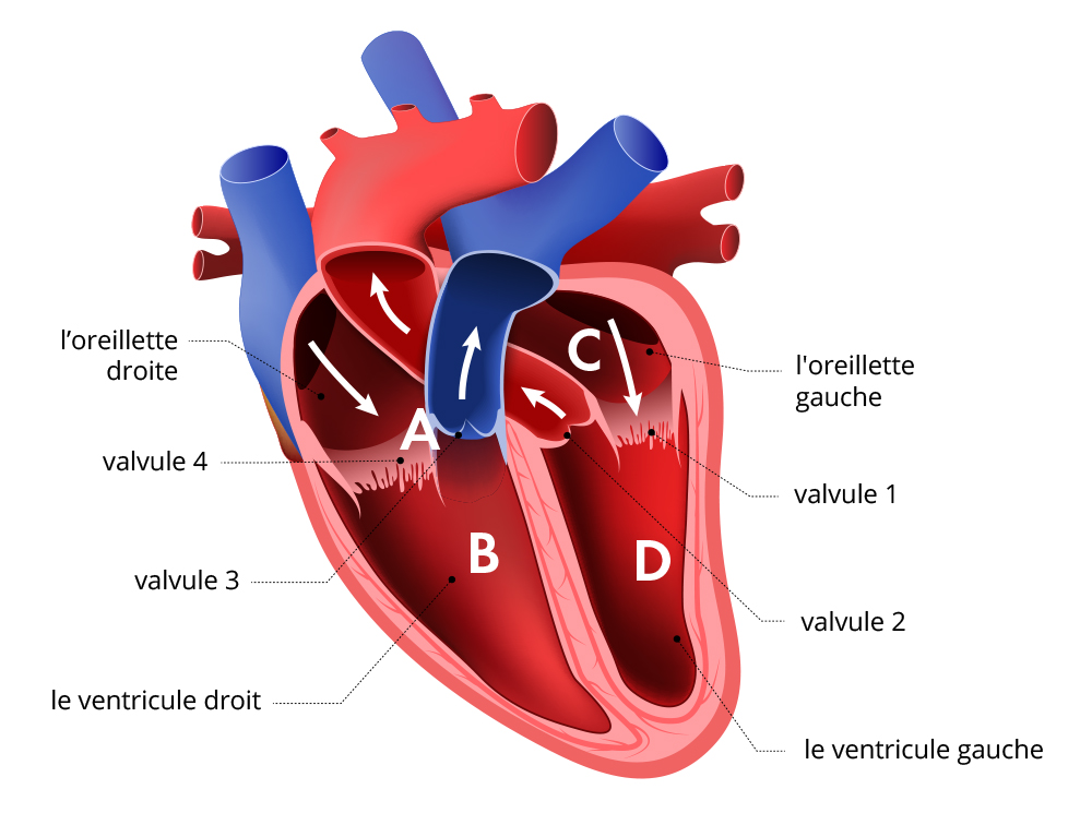 Le cœur se compose de 4 cavités